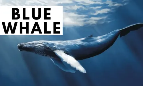desafío de la ballena azul